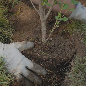 New Tree Planting