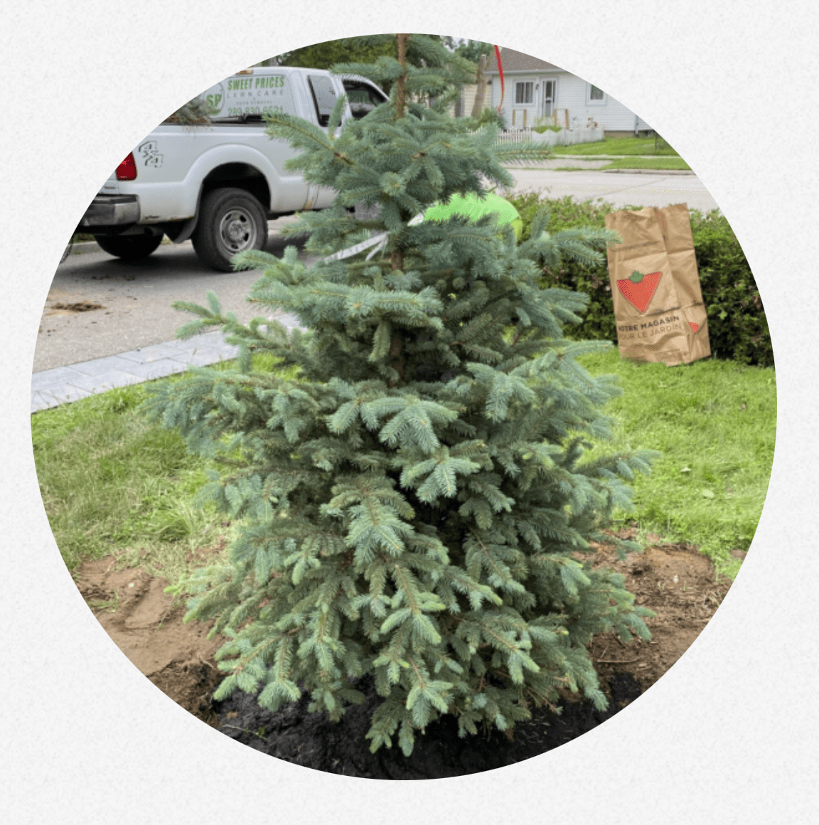 Beautifully striped mowed lawn by Sweet Price Lawn Care