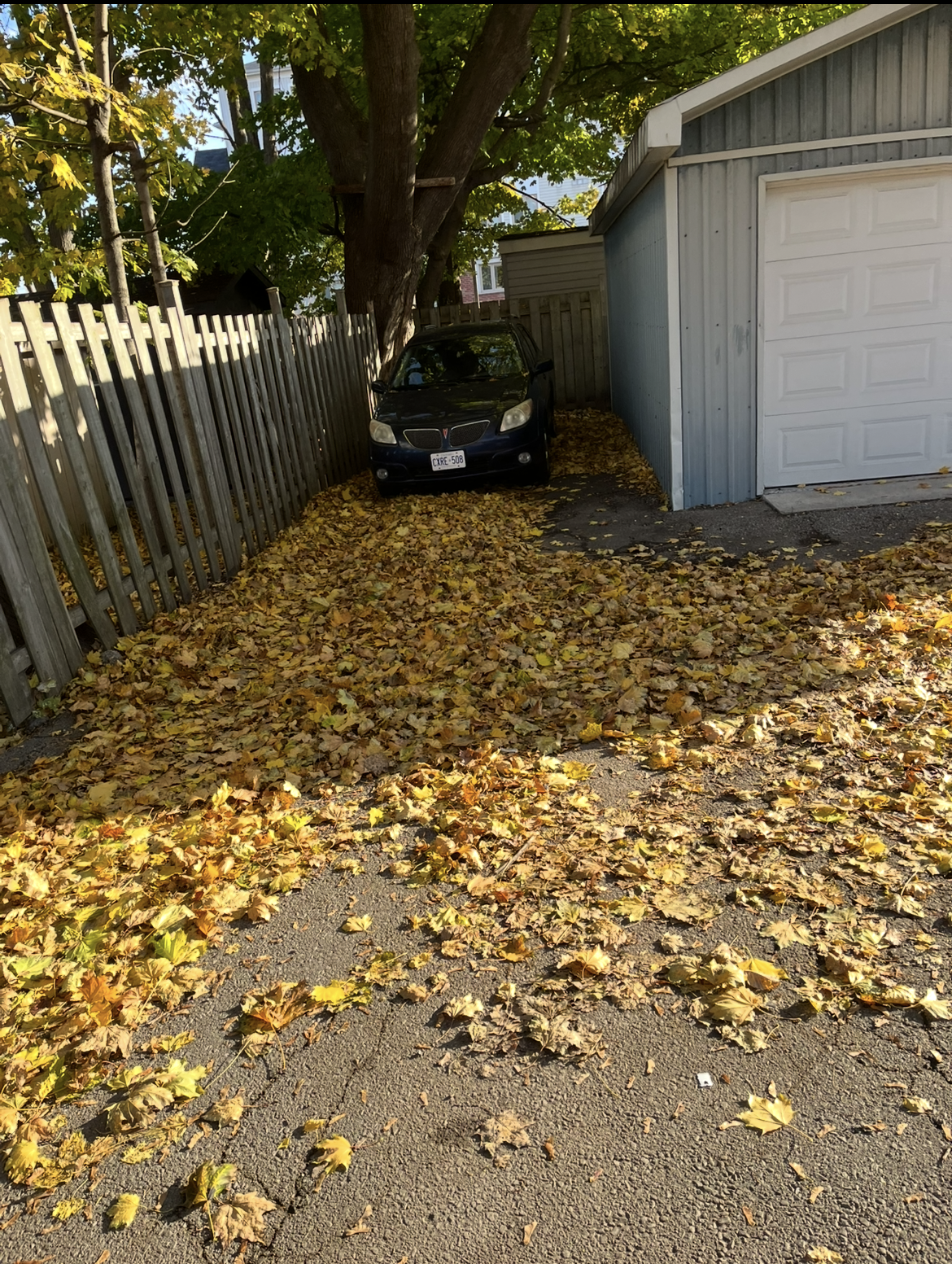 Leaf removal — yard covered in leaves before cleanup