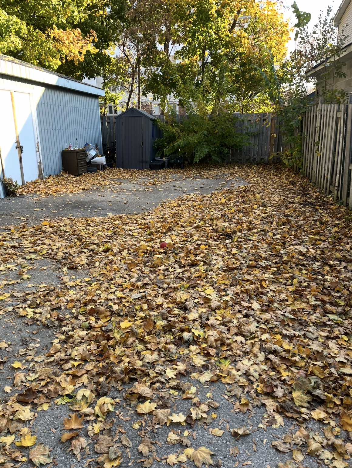 Before — yard covered in fall leaves